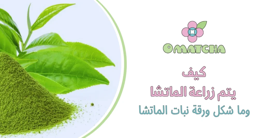 كيف يتم زراعة الماتشا وما شكل ورقة نبات الماتشا